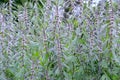 Thickets of a motherwort shaggy five-bladed (Leonurus quinquelobatus L. ) Royalty Free Stock Photo