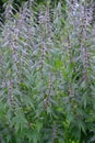 Thickets of a motherwort shaggy five-bladed (Leonurus quinquelobatus L.)