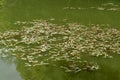 Thickets of the mountaineer peppery (pepper water) on a lake surface