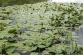 Thickets of nenuphar, Nuphar, on a pond Royalty Free Stock Photo