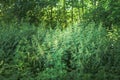 Thickets of nettles in the forest on a background of trees. Summer flowering of medicinal plants. Huge nettle bush. Collection of