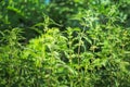 Thickets of nettles in the forest on a background of trees. Summer flowering of medicinal plants. Huge nettle bush. Collection of