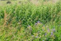 Thickets of nettles Royalty Free Stock Photo