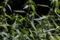 Thickets of nettles. Urtica dioica - common nettle. Fresh nettle leaves. Medicinal plant. Blurred background