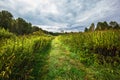 Thickets of Nettles Urtica from the field road. Western Siberia