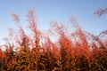 Thickets of fireweed against the blue sky on a summer day.