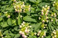 Thickets of plants Large-flowered hemp-nettle