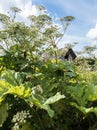 Thickets of poisonous hogweed. Dangerous plants are taller than a man. Abandoned barn overgrown with cow parsnip Royalty Free Stock Photo