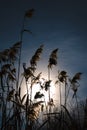 Thickets of reeds against the background of a beautiful sky and the sun