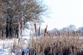 Thickets of reeds on the river bank near the forest in winter on a sunny day Royalty Free Stock Photo