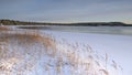 thickets of reeds on the shore of the winter Lake Ladoga Royalty Free Stock Photo