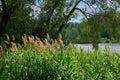 Thickets of reeds in summer on the shore of the lake. Beautiful summer landscape. The peace and quiet Royalty Free Stock Photo