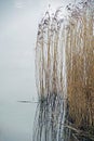 Thickets of reeds in the water near the lake. Reflection. Spring. May.