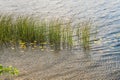 Thickets of reeds and yellow leaves in autumn on the surface of the water. Royalty Free Stock Photo