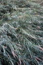 Thickets of river reed