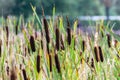 Thickets of river reeds.