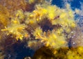 Thickets sea algae, brown seaweed (Cystoseira barbata, Sargassaceae) in the coastal zone of the sea, Crimea Black Sea Royalty Free Stock Photo