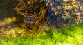 Thickets sea algae, brown seaweed (Cystoseira barbata, Sargassaceae) in the coastal zone of the sea, Crimea Black Sea Royalty Free Stock Photo