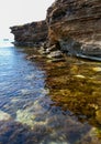 Thickets sea algae, brown seaweed (Cystoseira barbata, Sargassaceae) in the coastal zone of the sea, Crimea Black Sea Royalty Free Stock Photo