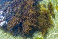 Thickets sea algae, brown seaweed (Cystoseira barbata, Sargassaceae) in the coastal zone of the sea, Crimea Black Sea Royalty Free Stock Photo