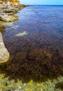 Thickets sea algae, brown seaweed (Cystoseira barbata, Sargassaceae) in the coastal zone of the sea, Crimea Black Sea Royalty Free Stock Photo