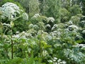 Thickets of Sosnovsky hogweed in the park Royalty Free Stock Photo