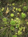 Thickets stonecrop Royalty Free Stock Photo