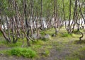 Thickets of subarctic birches in the summer on the bank of the lake