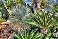 Thickets of tropical plants Royalty Free Stock Photo