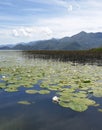 Thickets of water lilies on Skadar lake