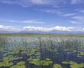 Thickets of not blooming yet water lilies on Skadar lake