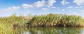 Thickets of water reeds by the lake against the sky Royalty Free Stock Photo