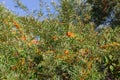 Thickets of the wild sea buckthorn with ripe berries Royalty Free Stock Photo