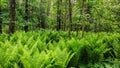 Thickets of young green fern in the forest on the background of trees. The nature of the Urals in Russia