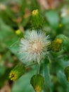 thickhead, redflower ragleaf, atau fireweed atau Crassocephalum crepidioides