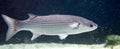 Thicklip grey mullet 1 Royalty Free Stock Photo