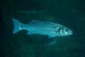 Thicklip grey mullet Chelon labrosus