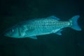 Thicklip grey mullet Chelon labrosus Royalty Free Stock Photo