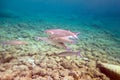 Thicklip grey mullet - (Chelon labrosus)