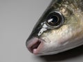 Thick lipped grey mullet fish, head and eye on grey background