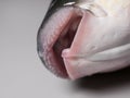 Thicklip Grey Mullet fish - closeup on mouth and teeth