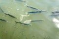 Thicklip grey mullet fishes Royalty Free Stock Photo