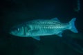Thicklip grey mullet (Chelon labrosus) Royalty Free Stock Photo