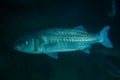 Thicklip grey mullet (Chelon labrosus)