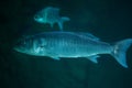 Thicklip grey mullet (Chelon labrosus) Royalty Free Stock Photo