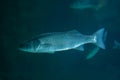 Thicklip grey mullet (Chelon labrosus).