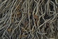 The thickly copsy roots of tree are caseb Royalty Free Stock Photo