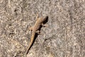 Thicktail day gecko or Bora\'s Day Gecko, genus Phelsuma probably mutabilis or borai, Tsingy De Bemaraha, Madagascar wildlife