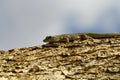 Thicktail day gecko, isalo, madagascar Royalty Free Stock Photo