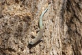 Thicktail day gecko, isalo, madagascar Royalty Free Stock Photo